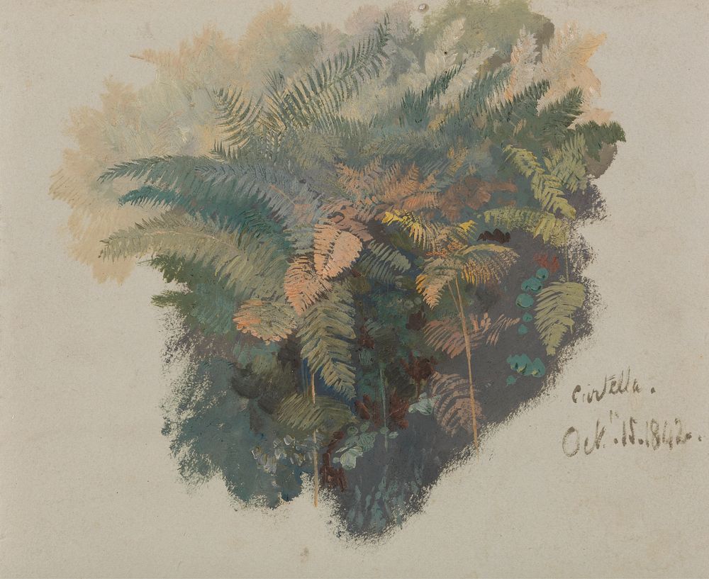 A Study of Ferns, Civitella (1842) painting in high resolution by Edward Lear.  