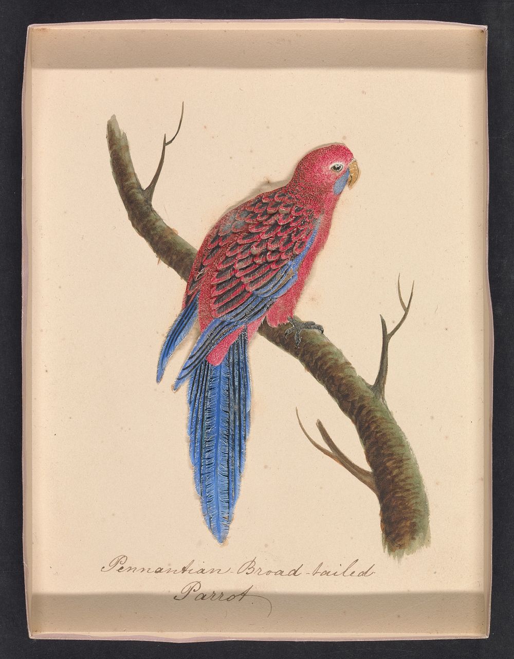 Vintage cut-paper featherwork illustrations of birds (1830s) in high resolution.  