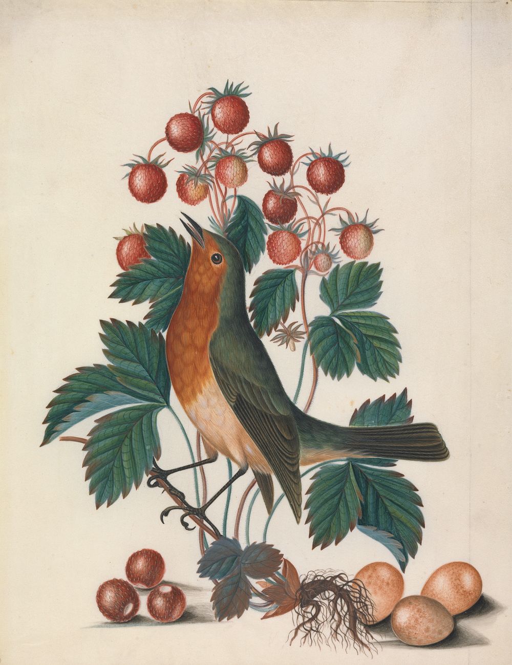 European robin (Erithacus rubecula) and eggs, with wild strawberry (Fragaria vesca L.) from the Natural History Cabinet of…