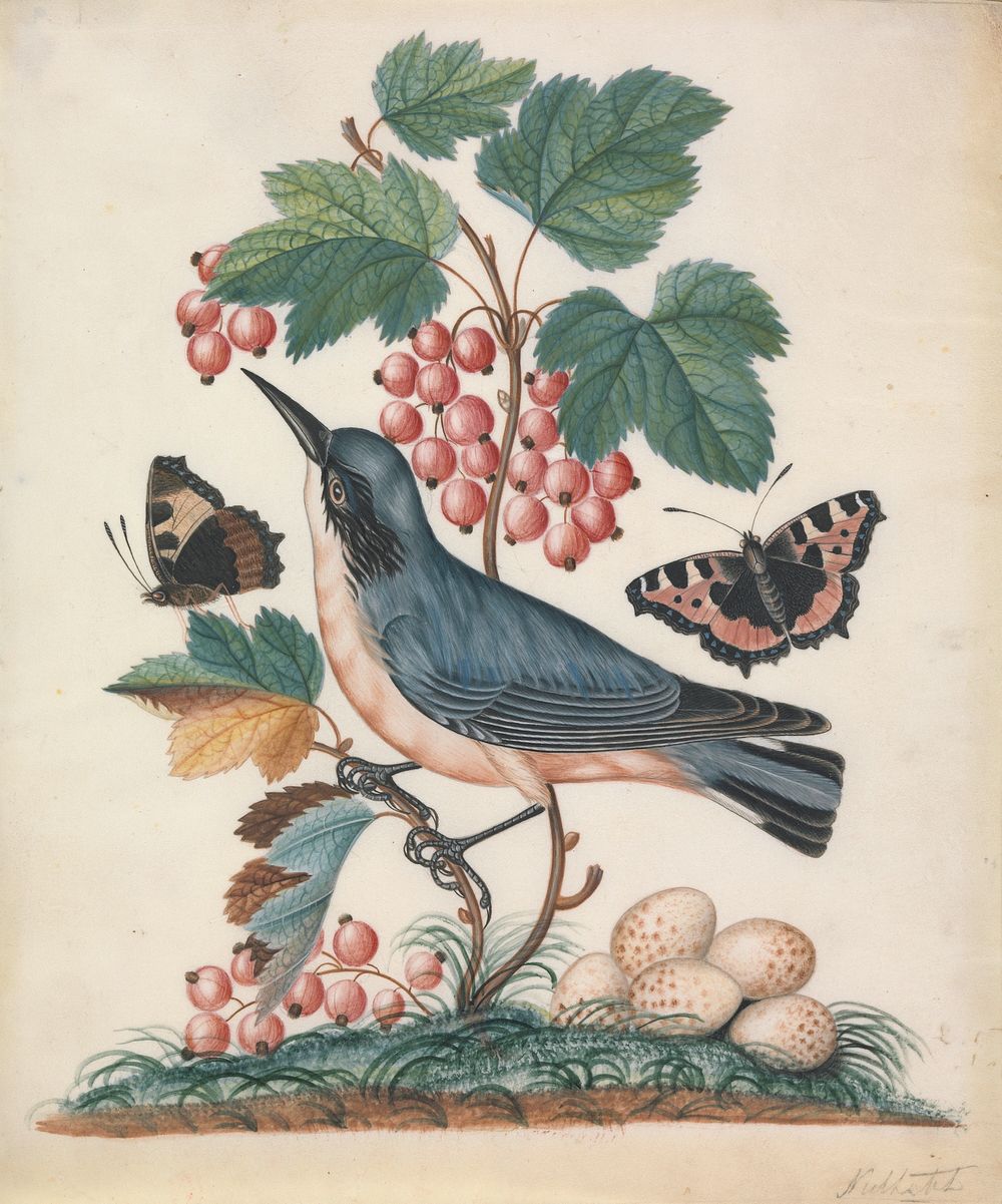Subalpine warbler (Sylvia cantillans), male, and eggs, with strawberry (Fragaria L.), and Red Admiral (Vanessa atalanta)…