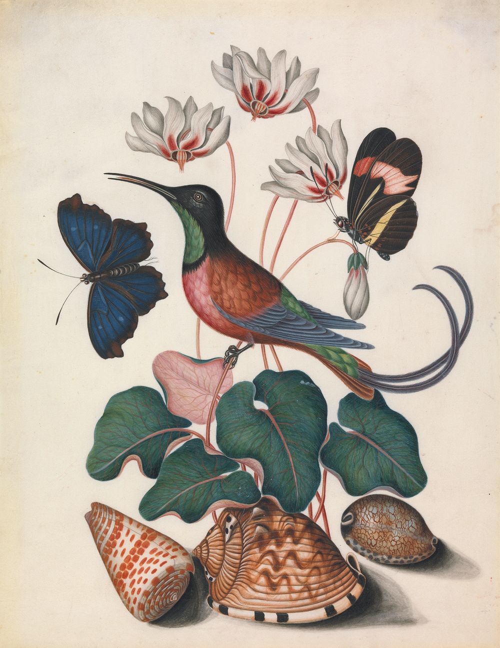 Crimson topaz hummingbird (Topaza pella), male, with Cyclamen (cf. Cyclamen L.) and (Lepidoptera Nymphalidae), open, and Red…