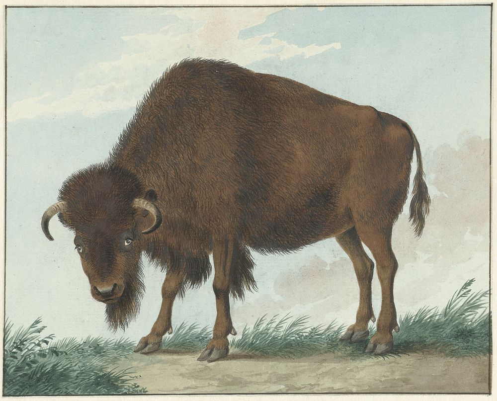 Bison (1808) painting in high resolution by Isaac Van Haastert.  