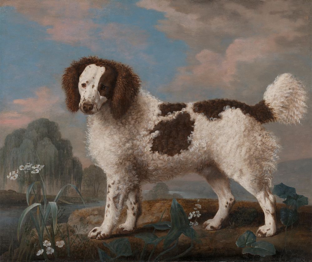 Brown and White Norfolk or Water Spaniel (1778) painting in high resolution by George Stubbs.  