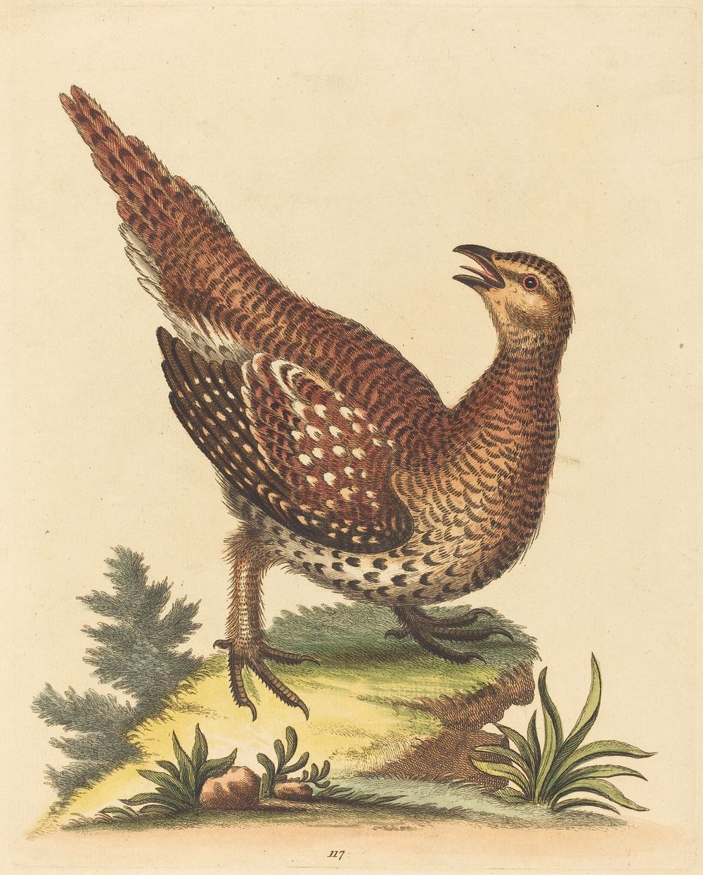 Brown Speckled Bird (1743-51) print in high resolution by George Edwards.  