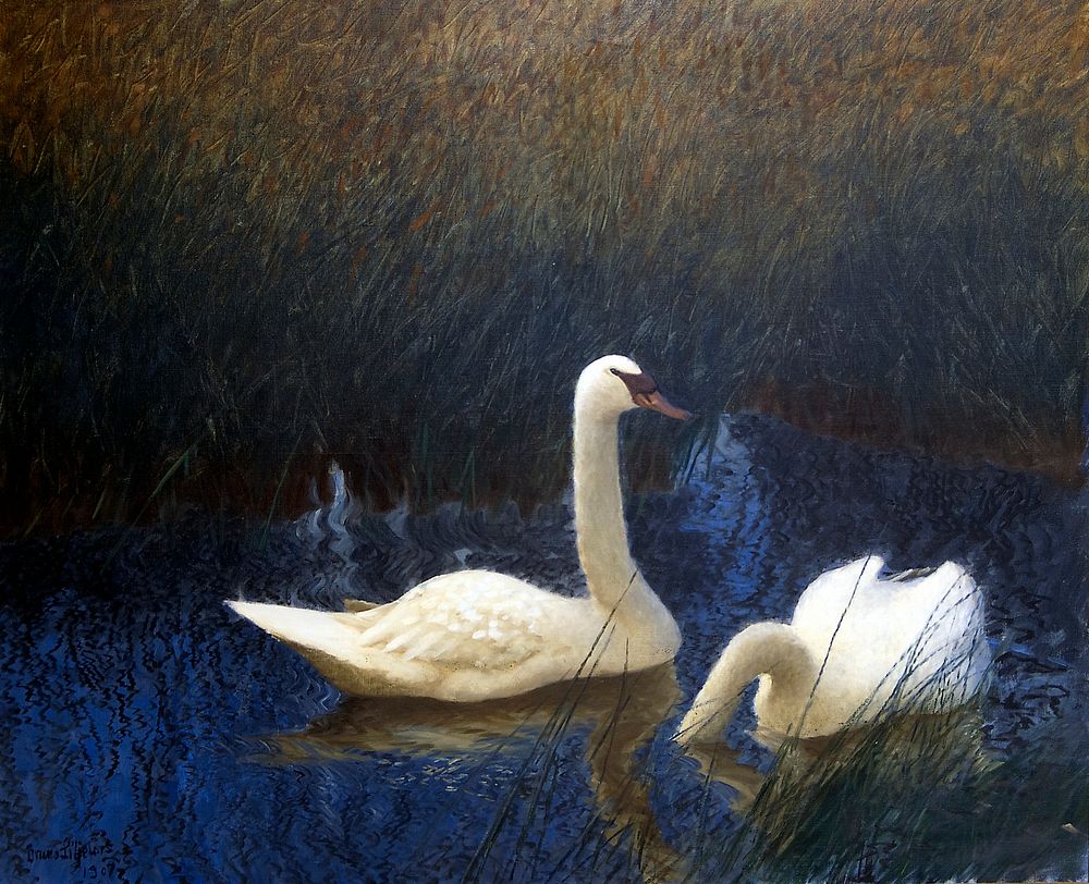Swans in Reeds (1907) painting in high resolution by Bruno Liljefors . Original from The Thiel Gallery. 