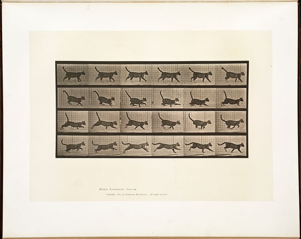 Animal locomotion. Plate 716 (ca.1887) photography in high resolution by Eadweard Muybridge. Original from Boston Public…