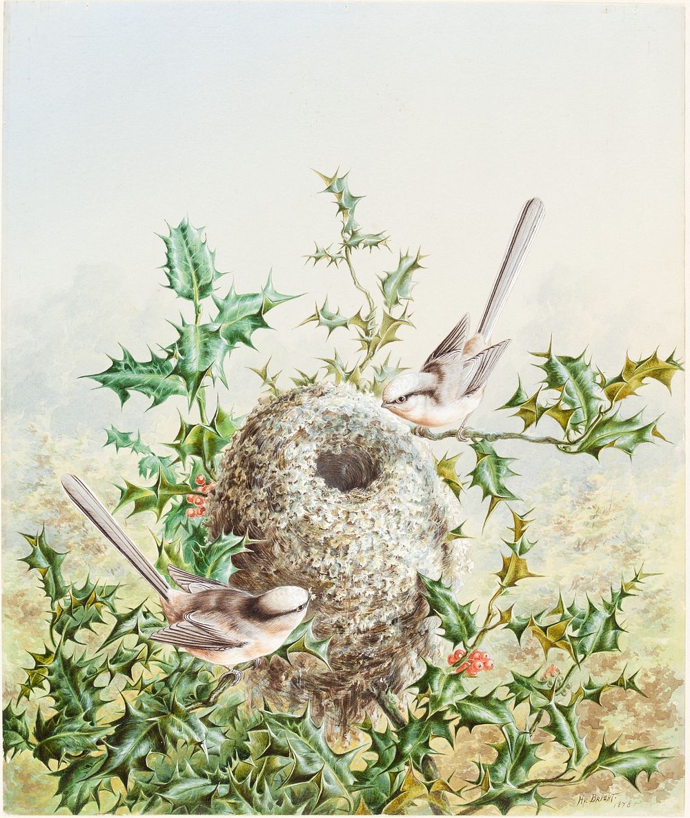 Coral Buntings and Their Nest in a Holly Tree (1878) by Harry Bright.  