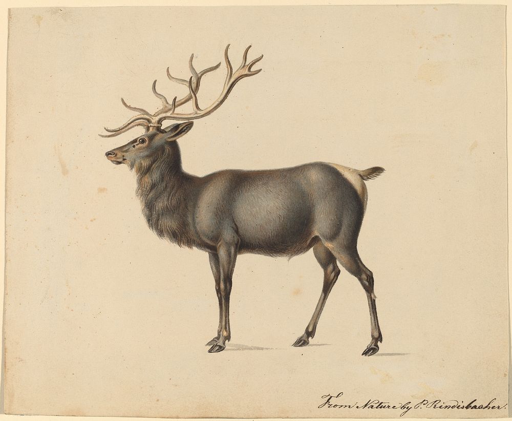 European Elk by Peter Rindisbacher.  