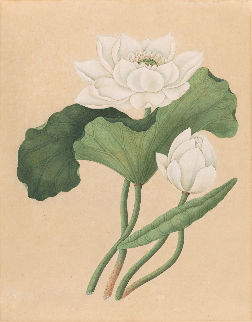 East Indian Lotus (Nelumbo nucifera), (late 19th century) by British 19th Century.  