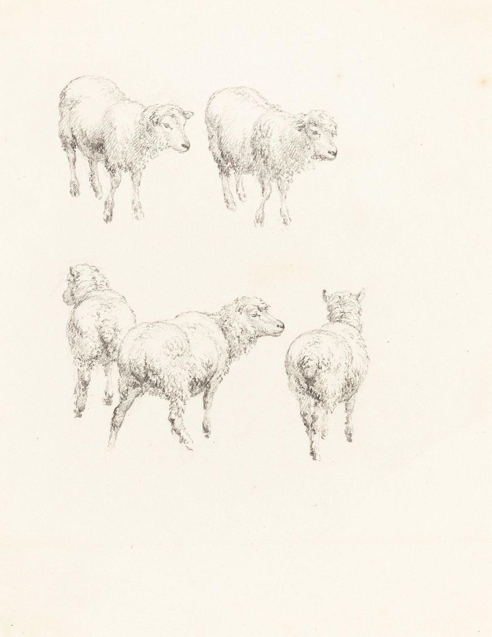 Five Sheep by Robert Hills (1769 &ndash;1844).  