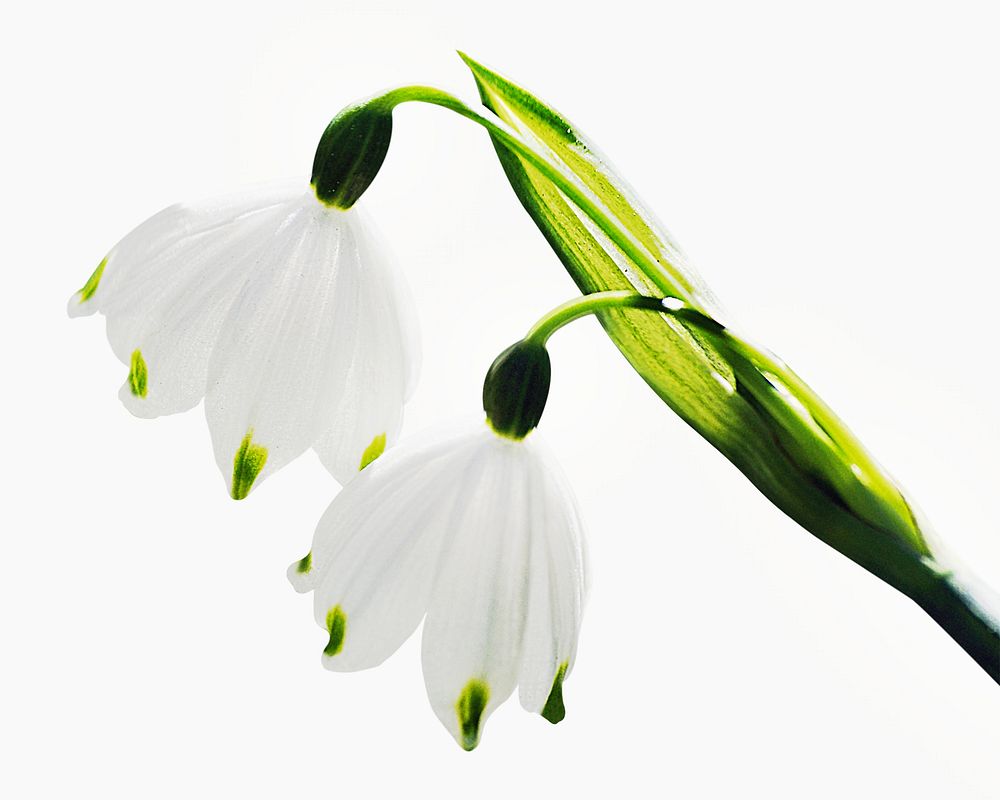 Snowdrop flowers isolated on off white design 