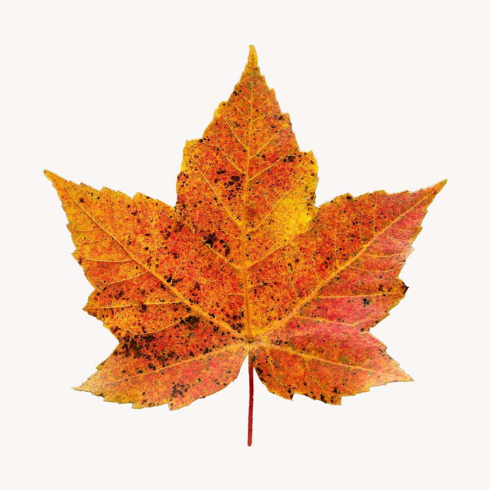 Fall maple leaf collage element psd