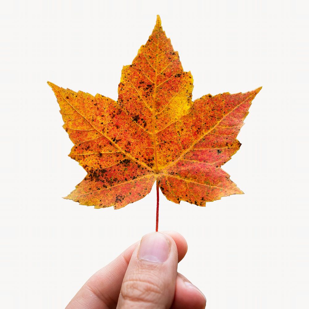 Hand holding autumn maple leaf isolated design 
