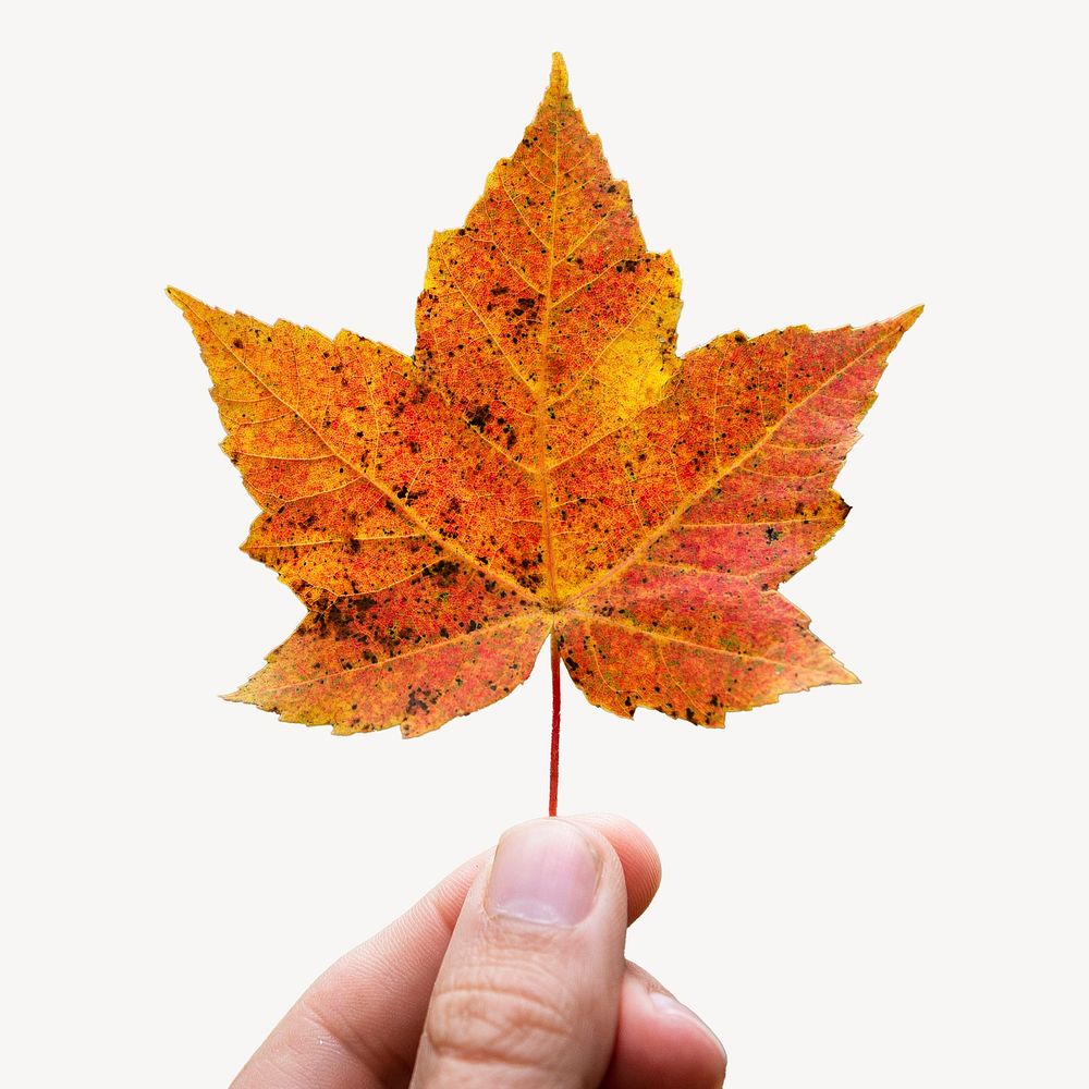 Hand holding autumn leaf collage element psd
