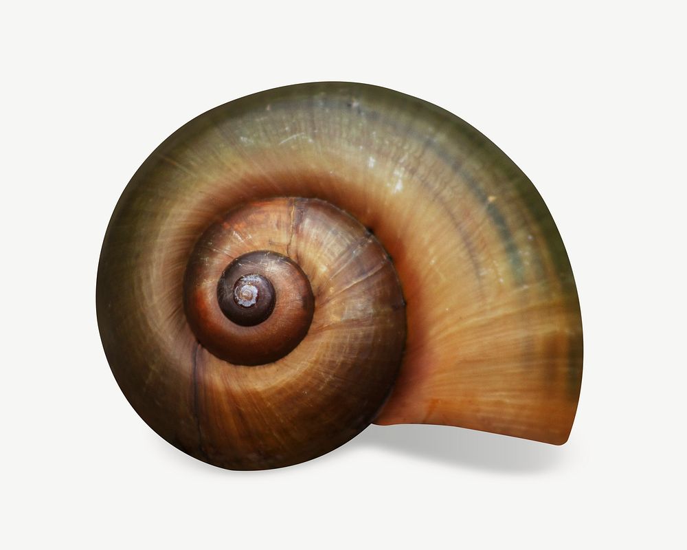 Snail shell  collage element psd