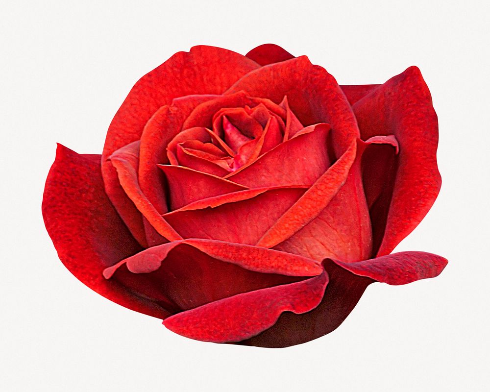 Red rose collage element  psd