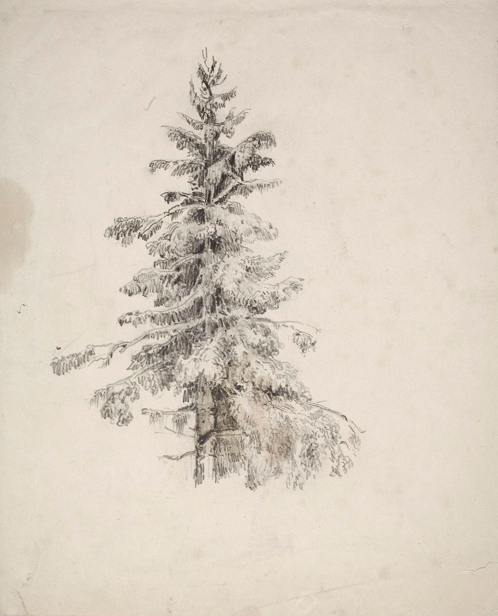 Kuusi, 1845 - 1855 by Anders Ekman