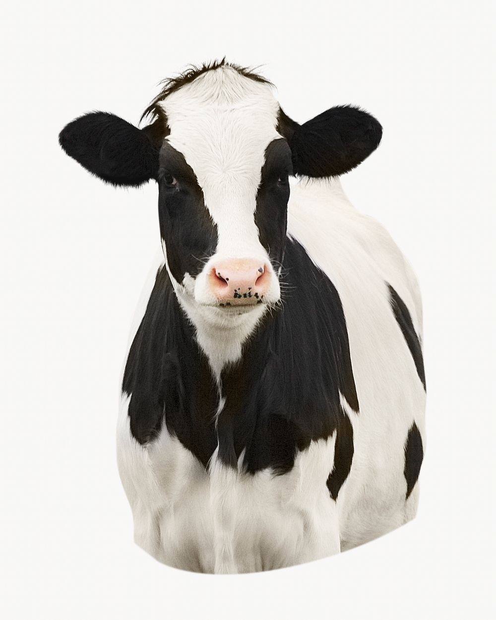 Dairy cow isolated on off white design 