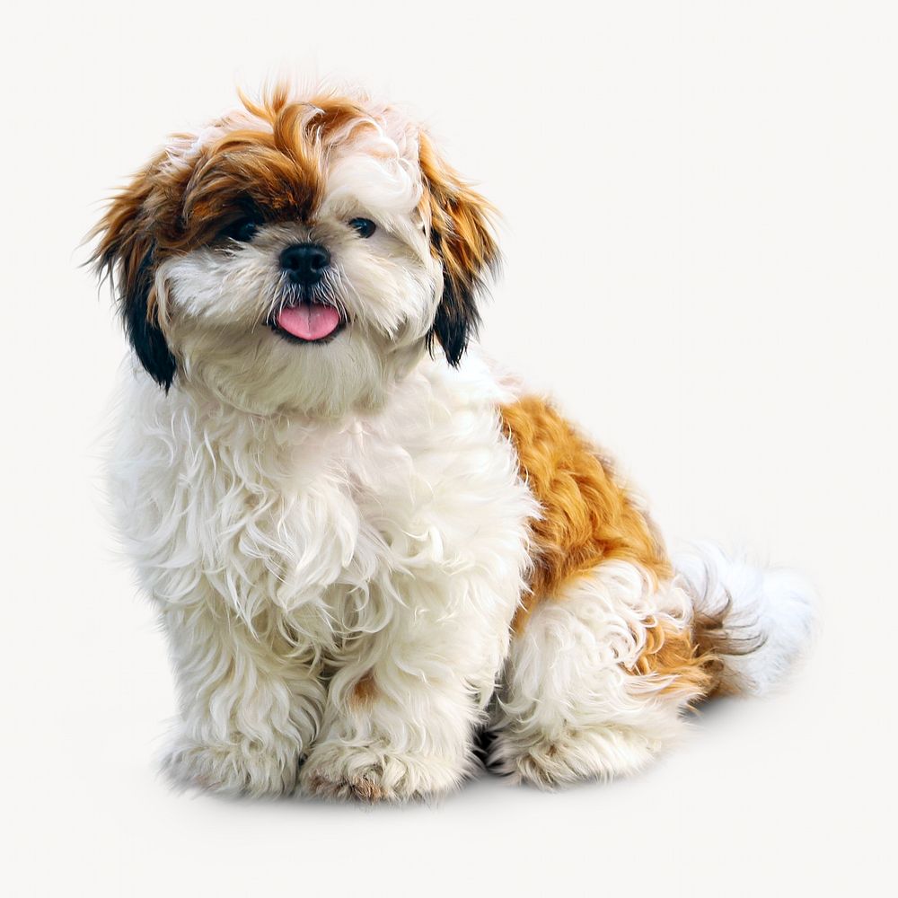 Shih Tzu dog isolated on off white design 