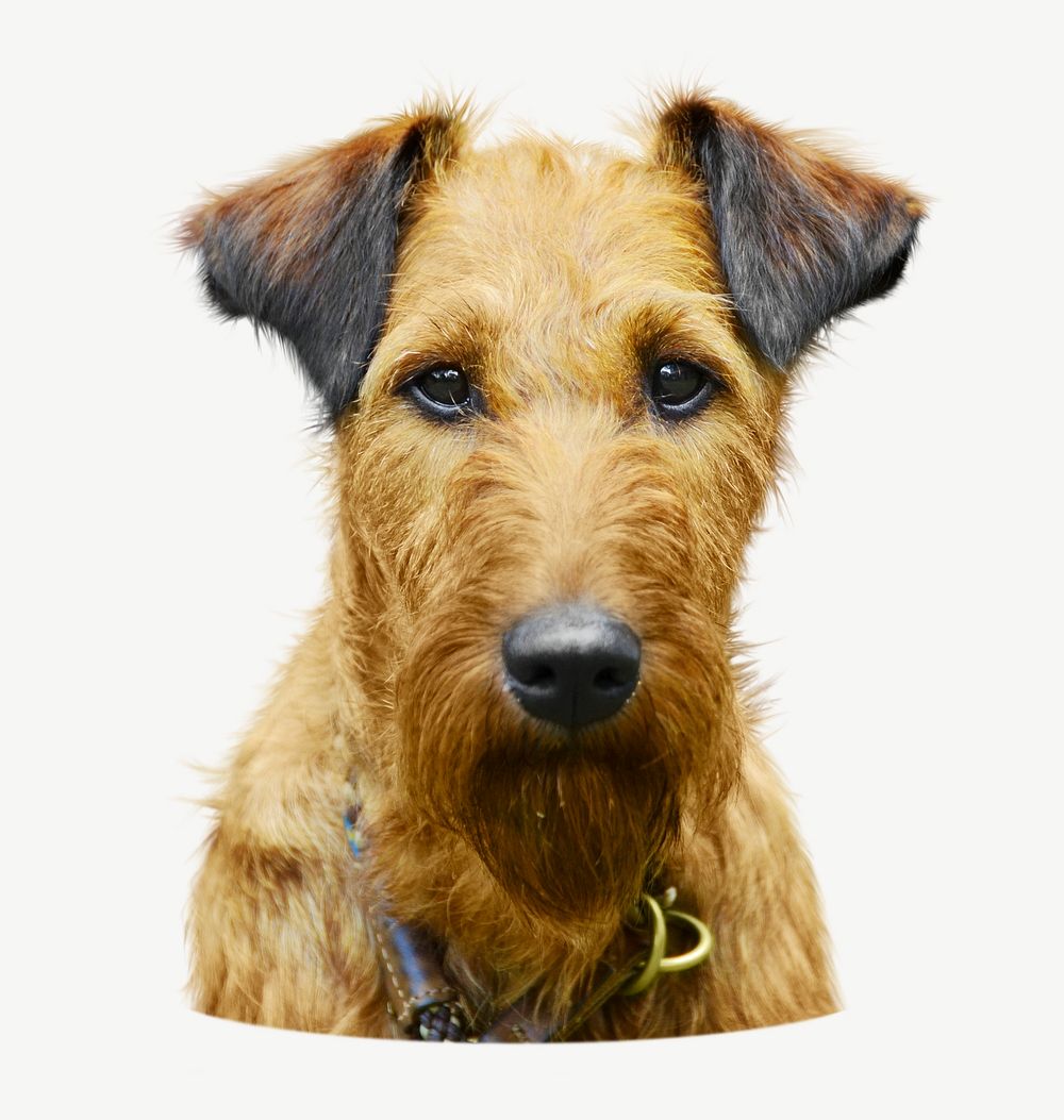 Irish terrier dog collage element psd