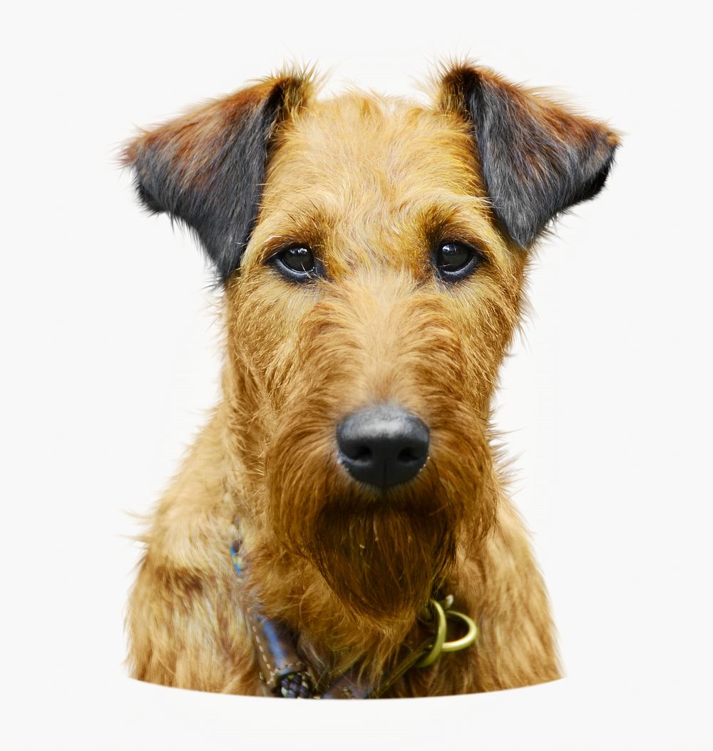 Irish terrier dog isolated on off white design 