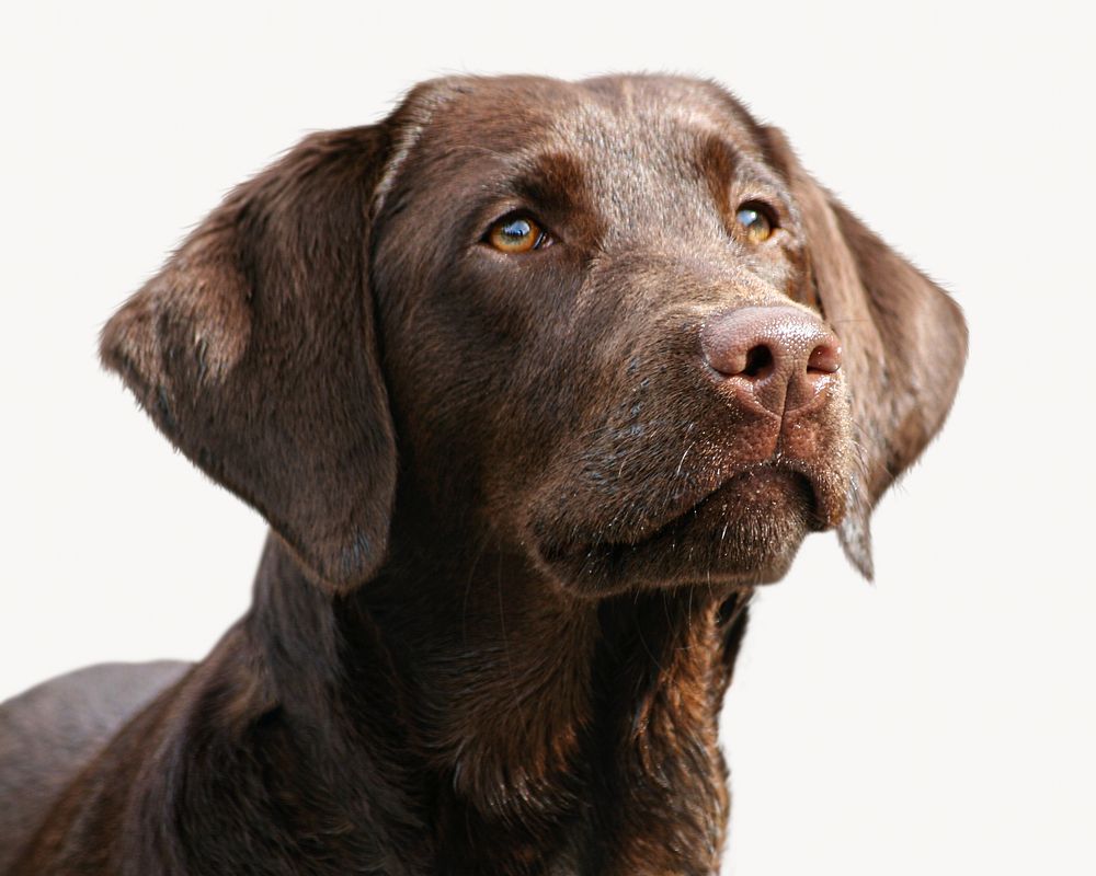 Labrador Retriever dog, pet animal isolated image