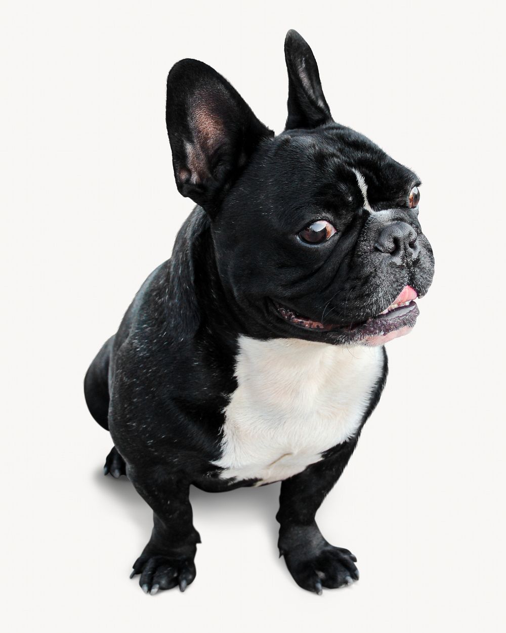 Bulldog puppy, pet animal isolated image