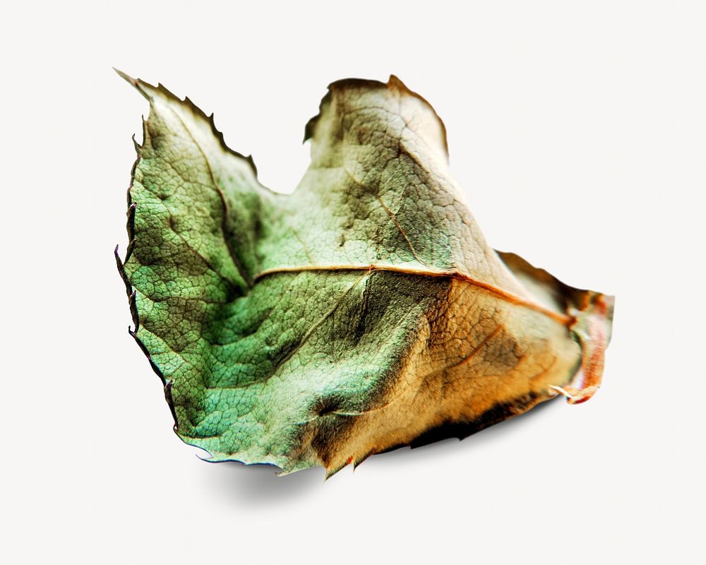 Autumn leaf collage element, isolated image