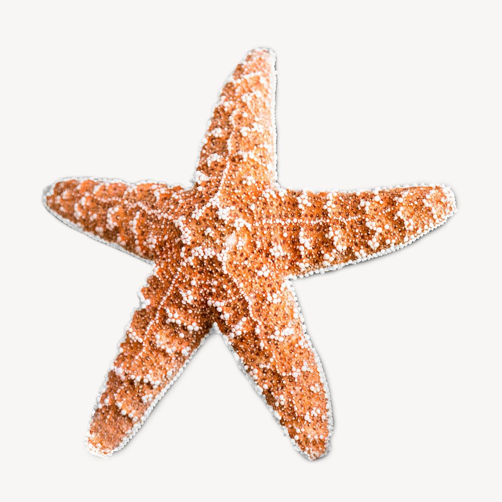 Starfish  animal collage element psd