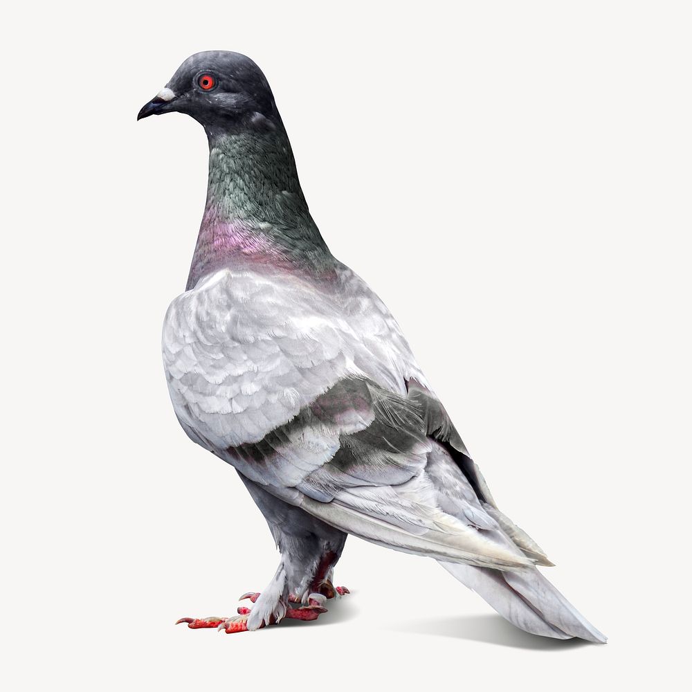 Pigeon bird collage element, isolated image psd