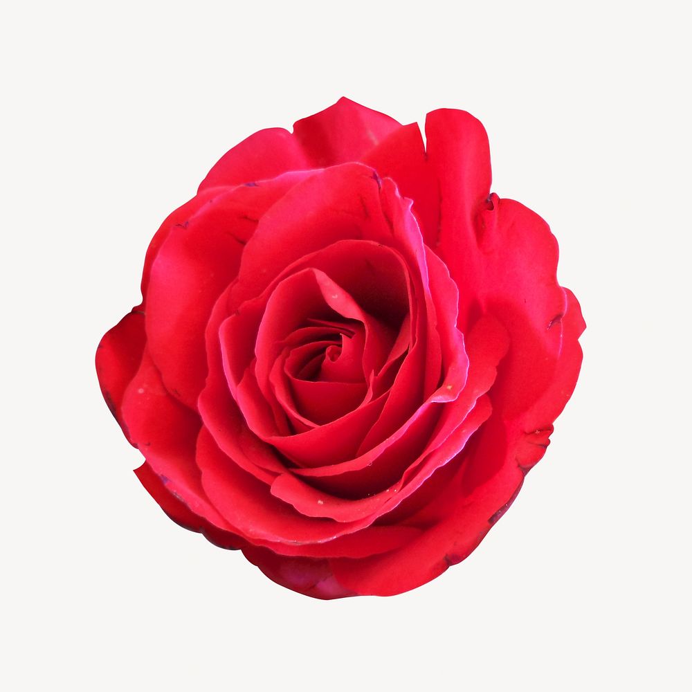 Red rose collage element, isolated image