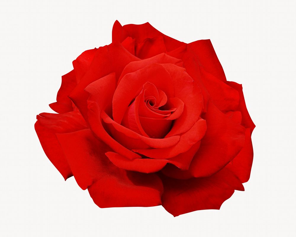 Red rose, isolated flower image