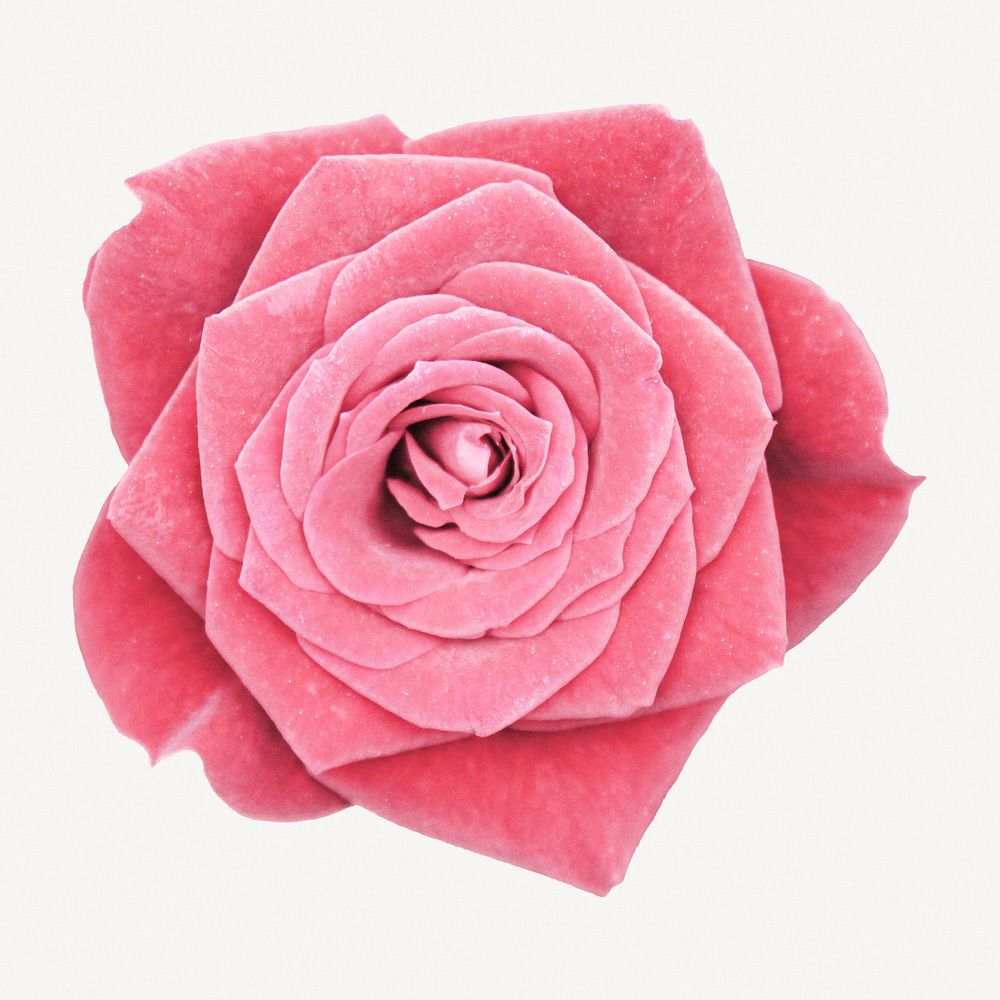  Pink rose flower collage element psd