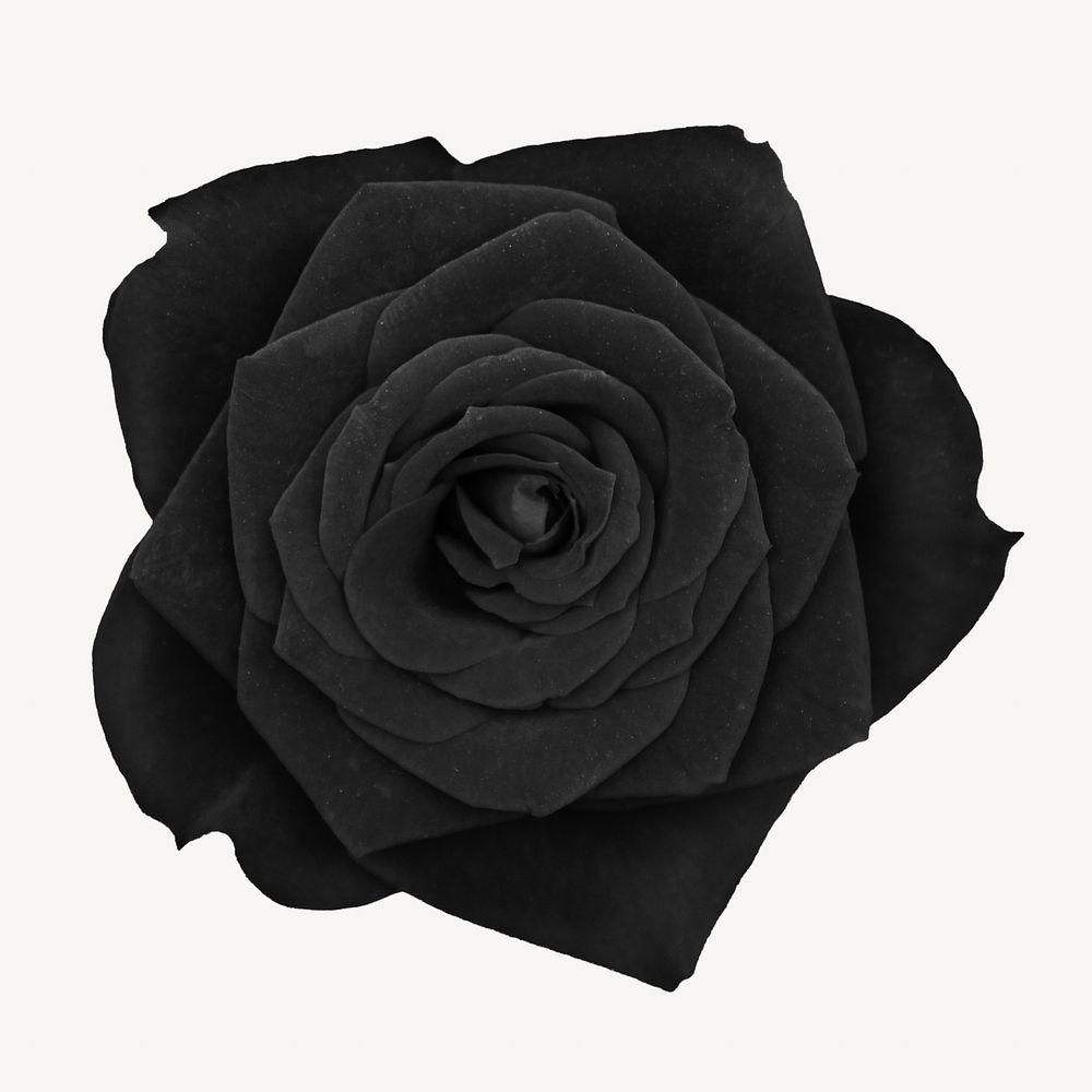 Black rose, flower isolated design | Free Photo - rawpixel