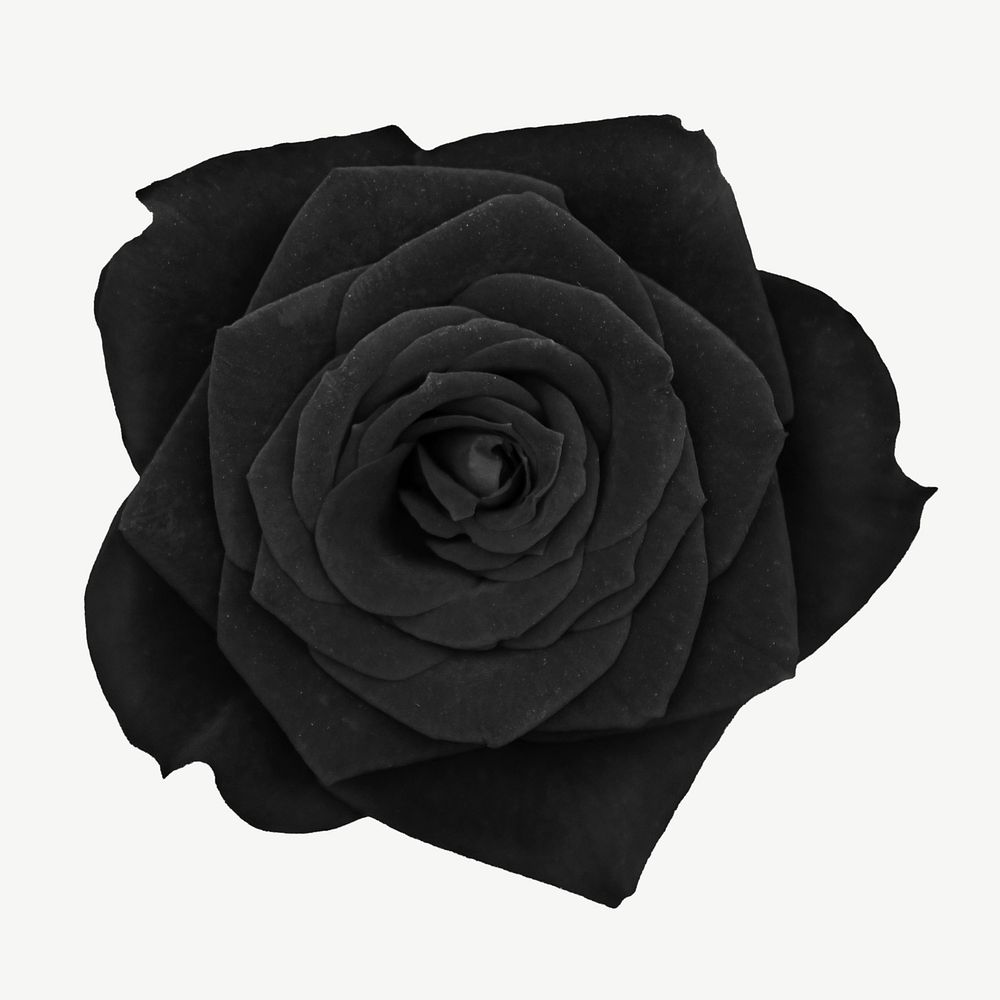 Black rose flower collage element psd