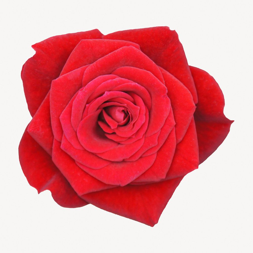 Red rose, flower isolated design