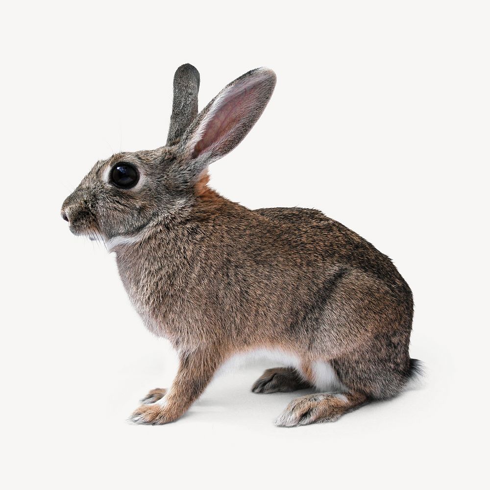 Rabbit isolated on off white design 
