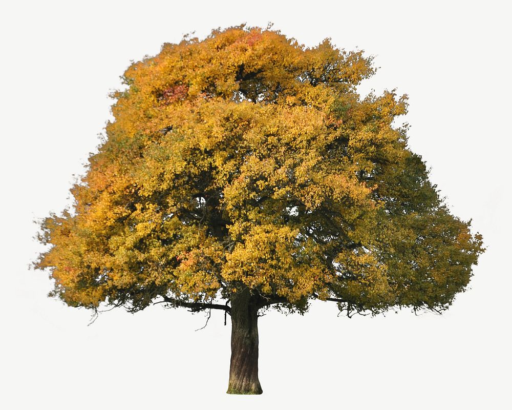 Autumn tree collage element psd