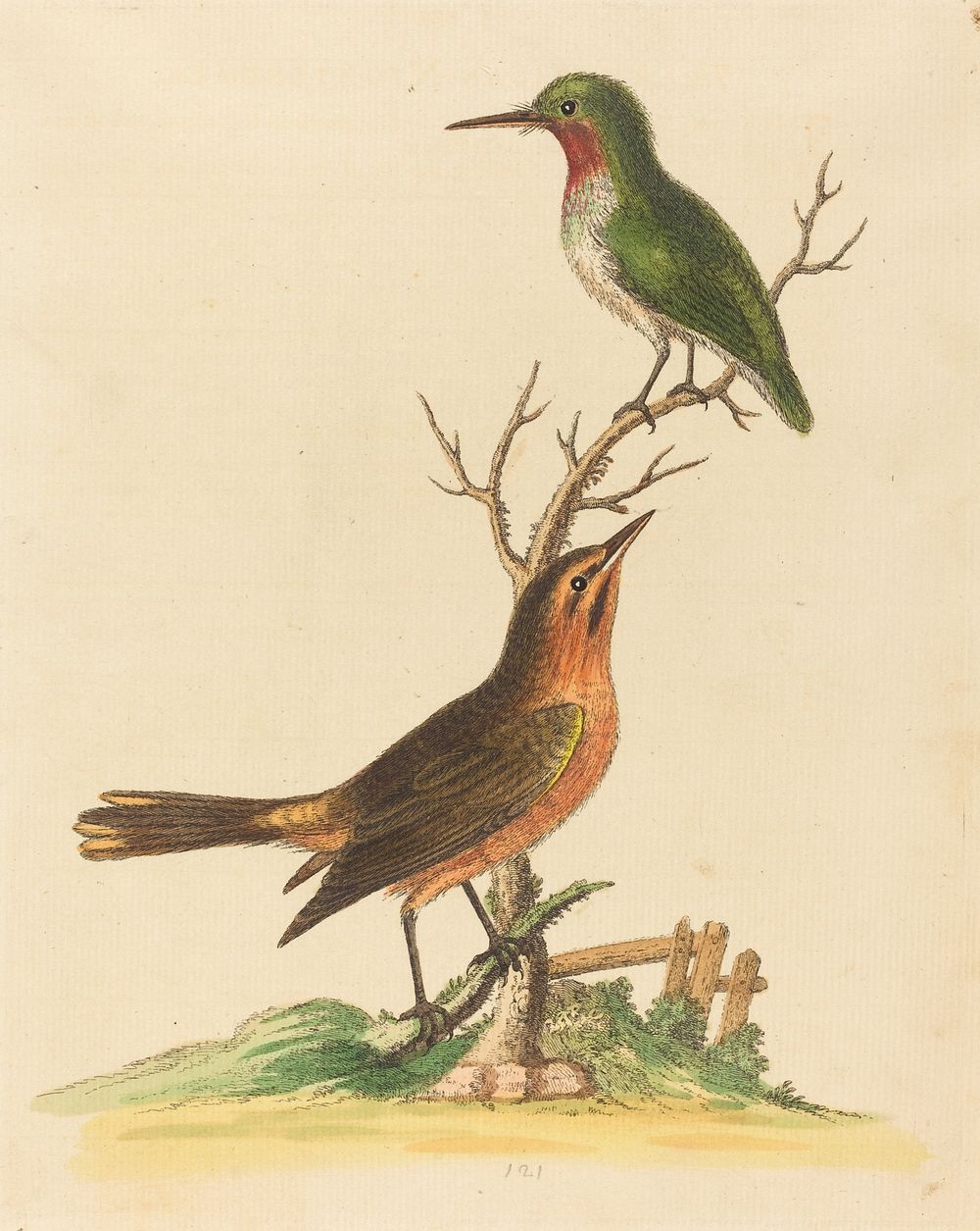 Green Bird with Red Throat and Brown and Orange Bird (1743-1751) print in high resolution by George Edwards.  