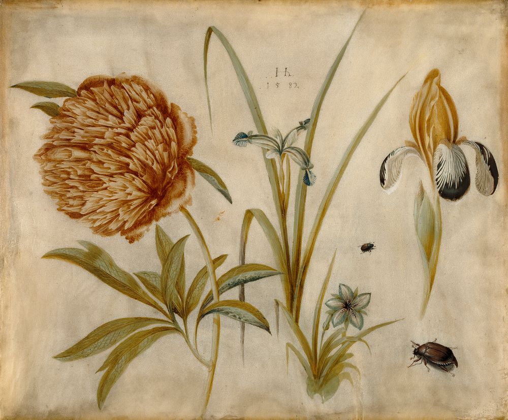 Flowers and Beetles; Hans Hoffmann (German, about 1530 - 1591/1592)