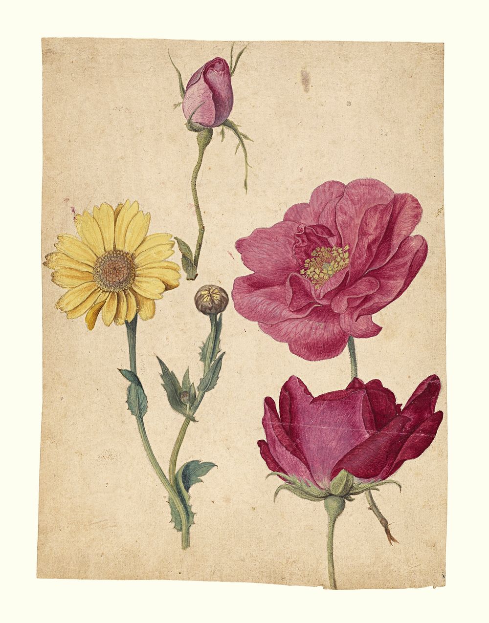 A Sheet of Studies with French Roses and an Oxeye Daisy; Jacques Le Moyne de Morgues (French, about 1533 - 1588)