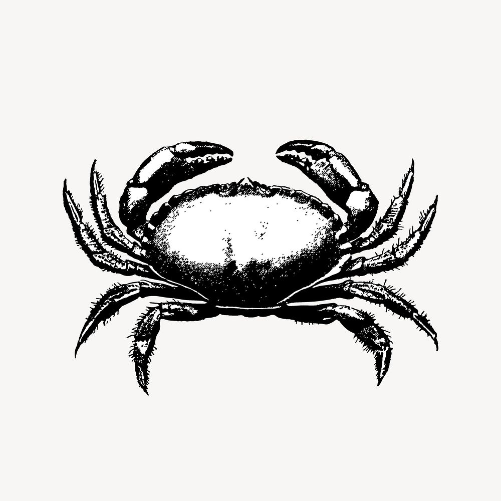 Vintage crab illustration collage element  psd