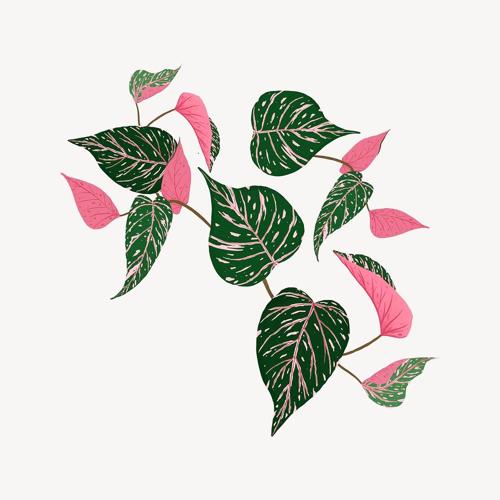 Pink Princess Philodendron collage element vector