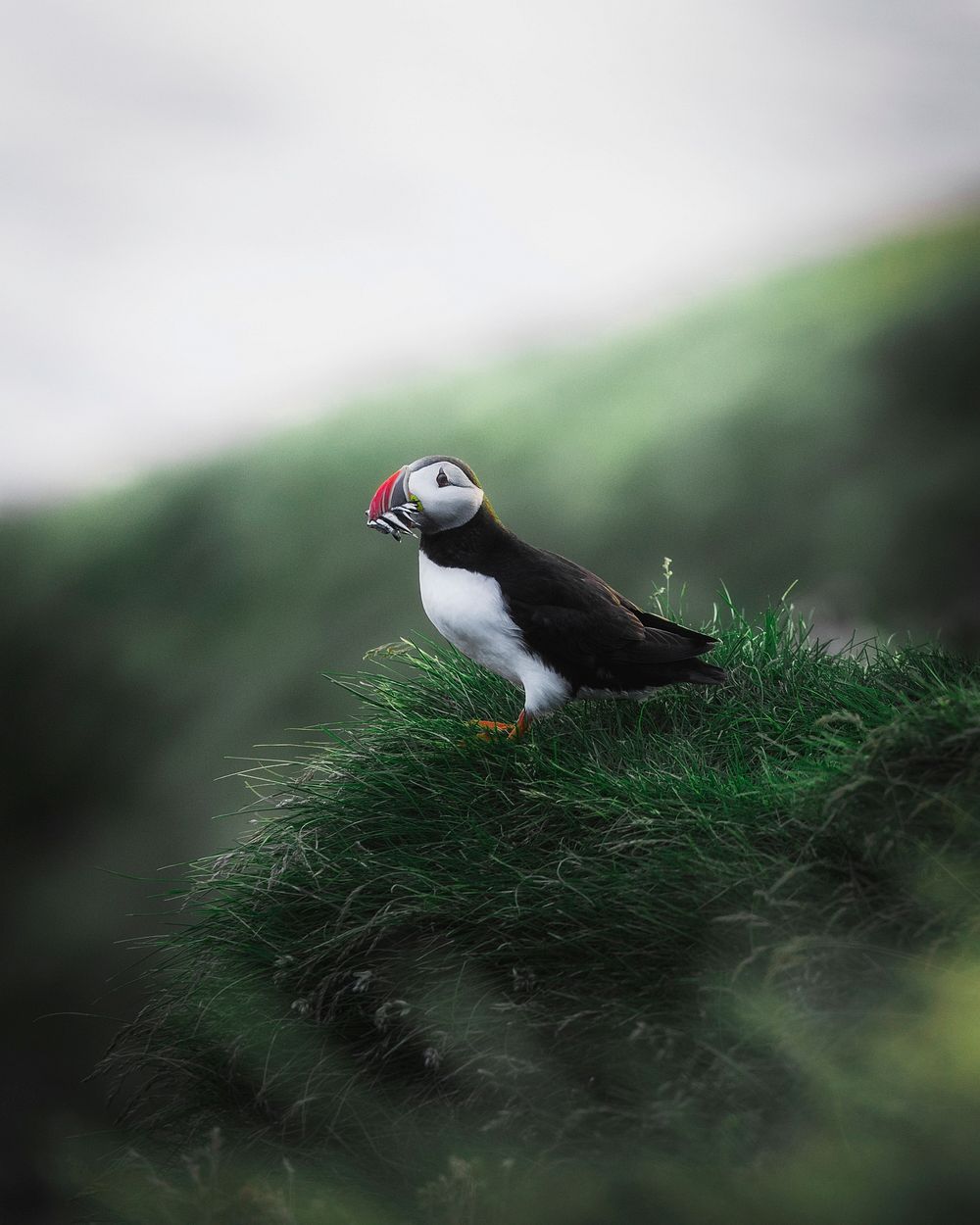 Puffin bird eating fish, closeup of animal and nature image