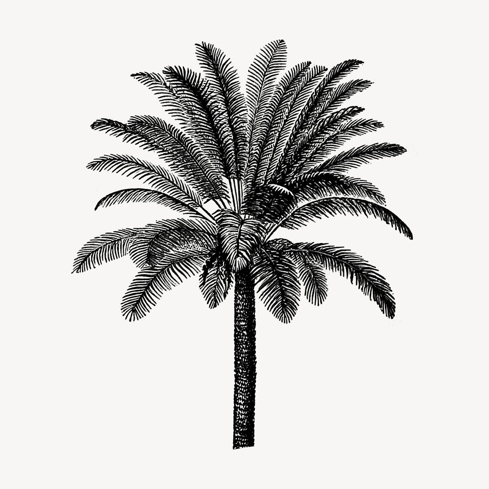 Vintage coconut tree, botanical illustration psd