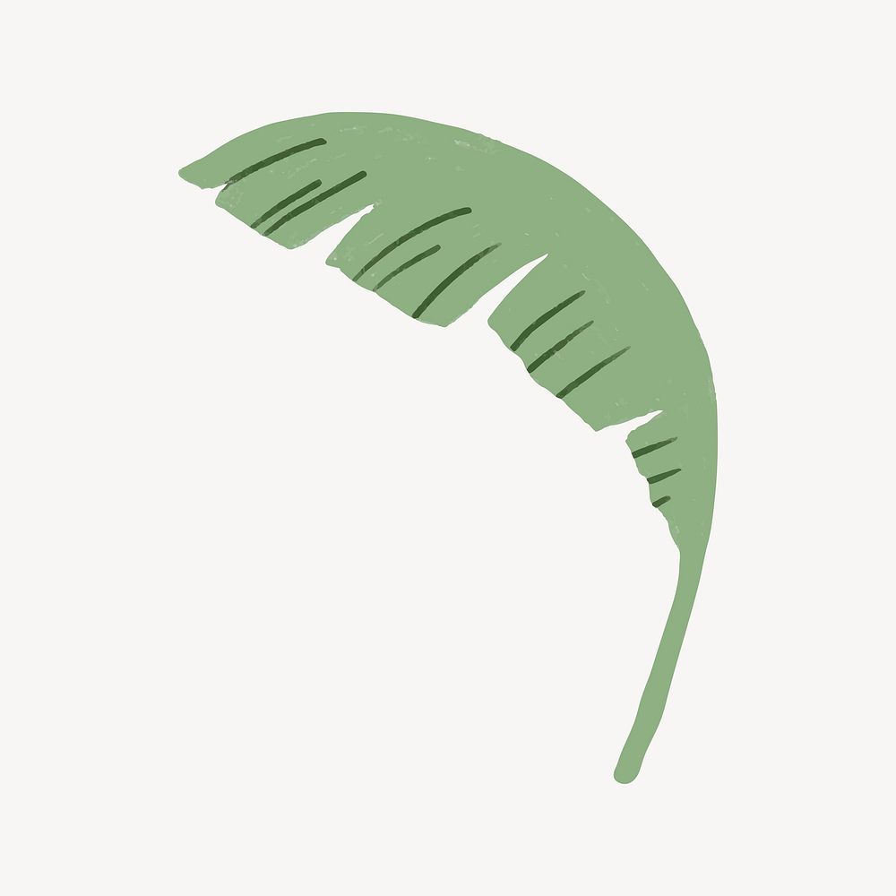 Banana leaf, botanical illustration collage element vector