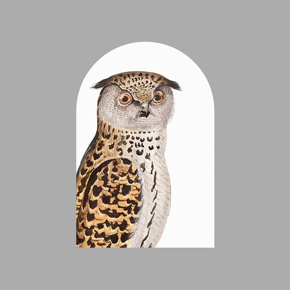 Vintage owl bird, animal collage element  psd