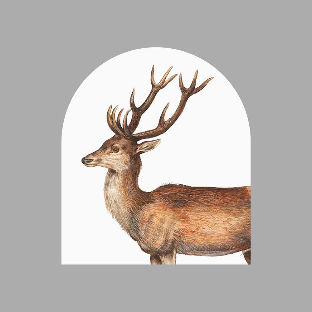 Vintage stag, animal collage element  psd