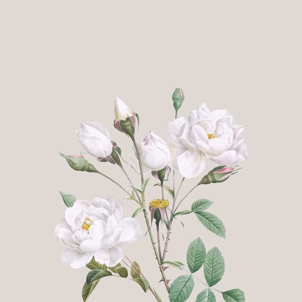 White rose watercolor illustration vector