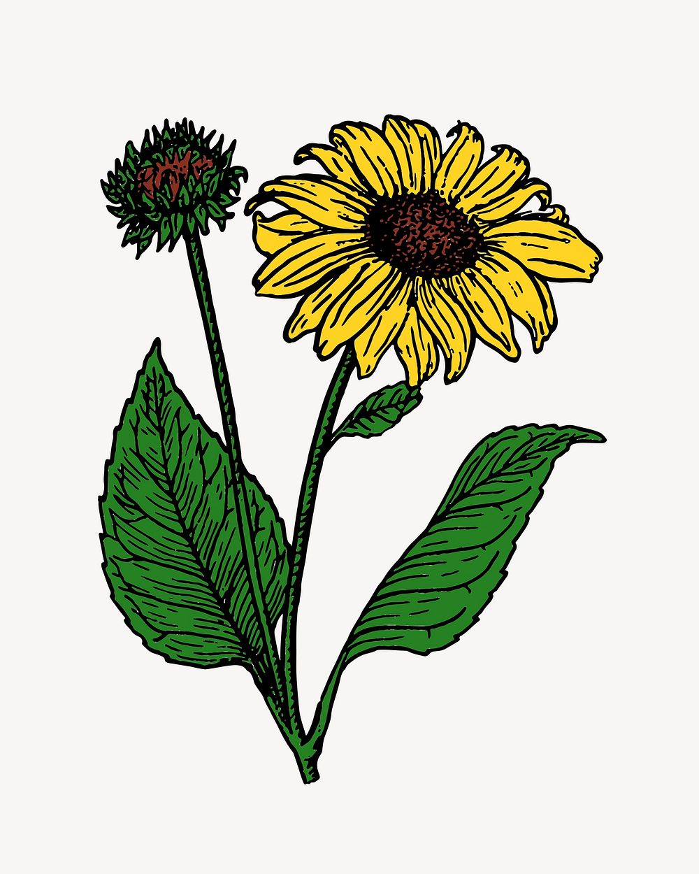 Sunflower illustration. Free public domain CC0 image.